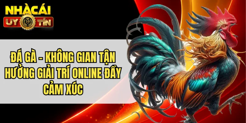 Đá Gà - Không Gian Tận Hưởng Giải Trí Online Đầy Cảm Xúc